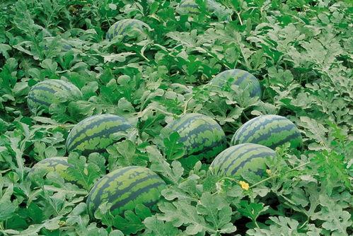 金乡网红吃瓜群微信,揭秘网络八卦背后的故事